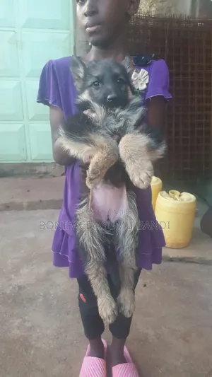 1-3 Months Female Purebred German Shepherd Puppy