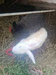 Rabbits for Sale - 1