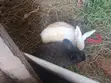 Rabbits for Sale - 2