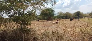 Plot 50/100 in Emining Center, Baringo County
