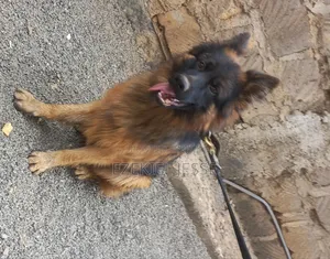 Female Purebred German Shepherd Puppy