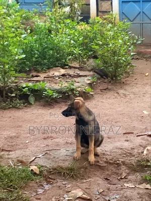 Kijana wa Mbwa Mchanganyiko wa German Shepherd