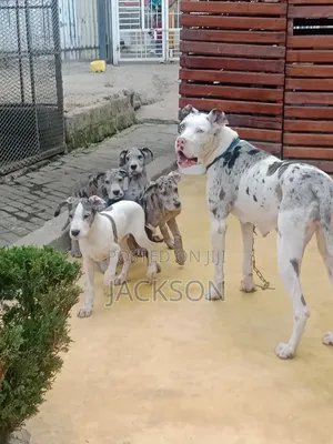 Mbwa Mdogo Jike Aina ya Great Dane Harlequin Safi