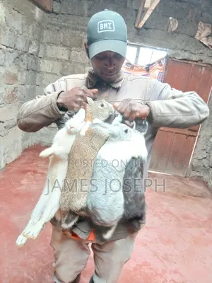 Rabbits for Sale
