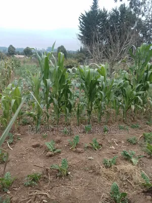 Eka 1 ya Ardhi ya Matumizi Mchanganyiko
