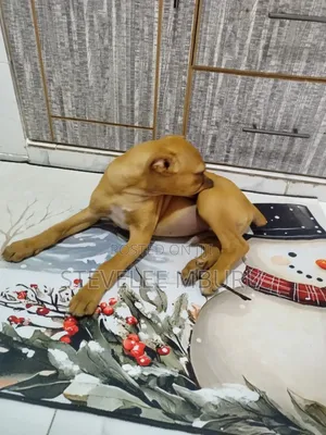 Vibwa Safi vya Boerboel - Miezi 3-6