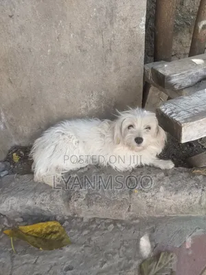 Maltese Jike Dume Safi