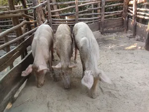 Large White Pigs