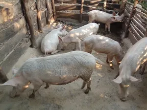 Large White Pigs