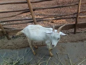 Saanen Goats