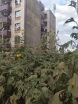 Vipande vya 40x80 Ft Vinauzwa Thika-Makongeni, Nanasi Estate - 1