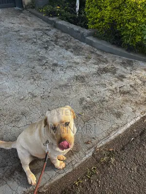 Affordable Dog Walking Services in Nairobi