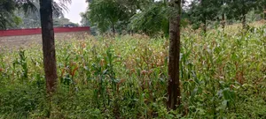 Kiwanja cha Makazi Kanyanjara, Kerwa 50x100