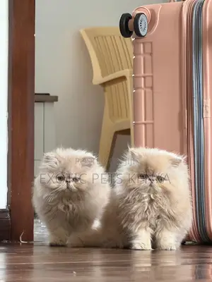 Kitten wa Kisasa wa Kiajemi - Dume Miezi 1-3