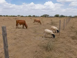 Eneo la Ekari 1 kwa Uuzaji Sholinke