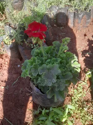 Artificial Geranium Flowers