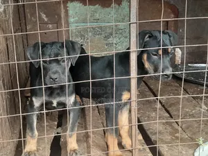 Mixed Breed Rottweiler Female Puppy