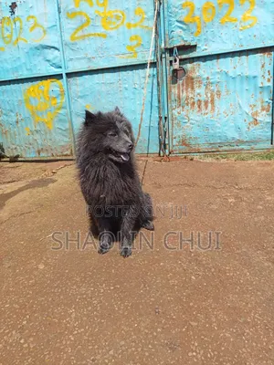 Female Mixed Breed Chihuahua 6-12 Months