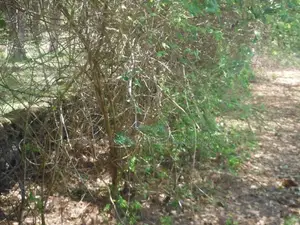 Kiwanja Kizuri cha Ekari 2 Ukunda Karibu na Nyumba ya Thamani