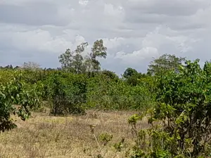 Shamba Tulivu Kidomaya, Kaunti ya Kwale