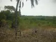 Eneo la Eka 2 Karibu na Kiwanda cha Sukari Ramisi, Kaunti ya Kwale - 3