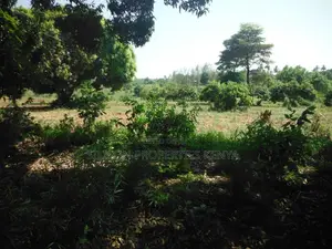 4-Acre Plot in Msambweni, 10-Minute Walk From Ocean