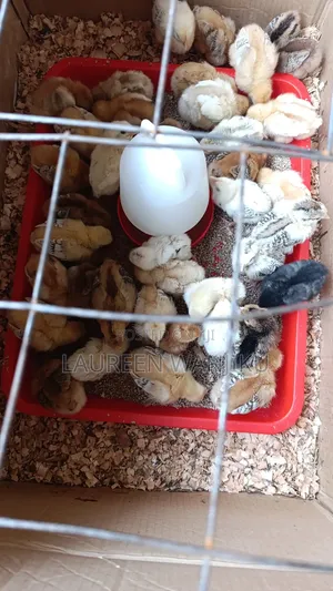 3 Weeks Old Pure Kienyeji Chicks