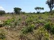 Kitalu cha 0.25 Ekari Diani, Eneo la Galu - 3