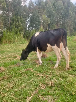Frisian Dairy Cow