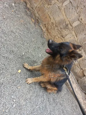 1-3 months Male Purebred German Shepherd
