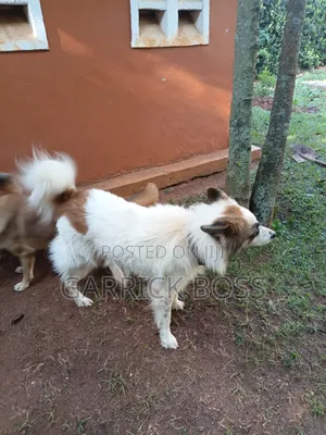 Male Mixed Breed Border Collie