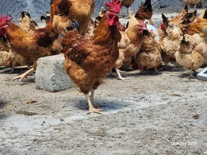 Jogoo Wazima wa Sasso F1 kwa Nyama na Uzalishaji