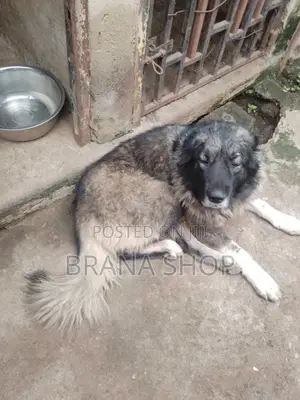 Kibega Kike cha Caucasian, Mwenye Umri wa Mwaka 1+