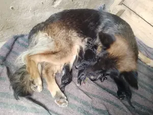 German Shepherd Dume Safi