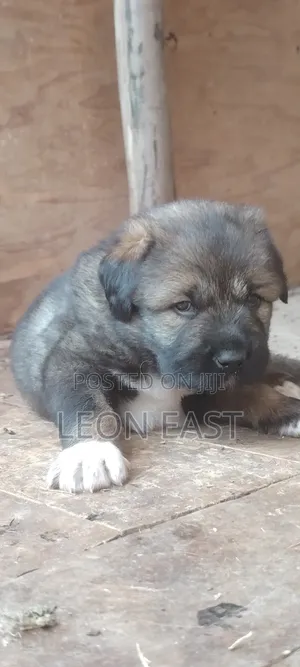 Mbwa Mdogo wa Caucasian Shepherd Safi