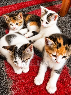 Male Mixed Breed Persian Kitten