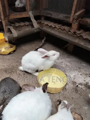 Mixed Breed Farm Rabbits
