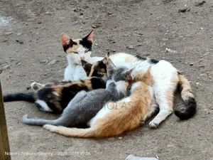 Paka Jike Aina ya Calico Safi