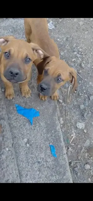Mbwa Mdogo wa Kiume Aina ya Boerboel Safi