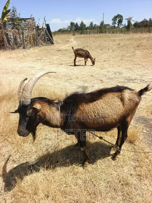 Mbuzi Dume wa Toggenburg