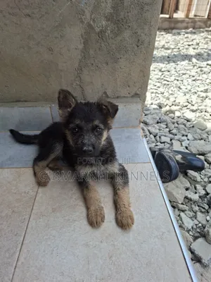 Kijana wa Mbwa Aina ya German Shepherd Safi