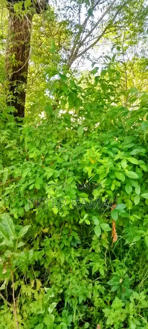 Commercial Land Parcel