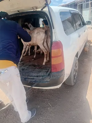 Galla Goats for Breeding and Meat
