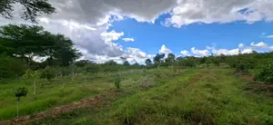 6.2 Acres Land in Ngoliba - Thika
