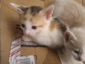 Female Mixed Breed Cat