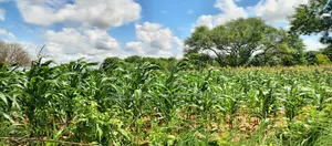 13 Acres Mixed-Use Land Mavueni