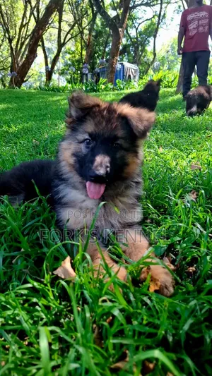 1-3 Month Male Purebred German Shepherd