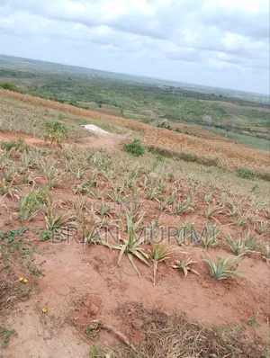 20 Acres Prime Farmland in Gongoni