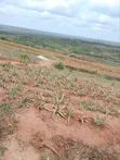 20 Acres Prime Farmland in Gongoni - 1