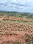20 Acres Prime Farmland in Gongoni - 2